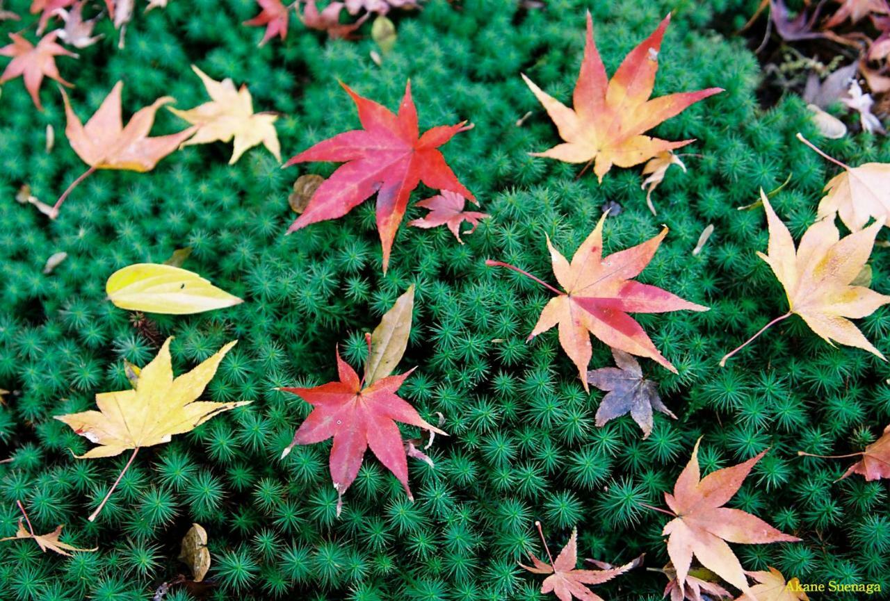 Kyoto Home Tofukuji Buitenkant foto